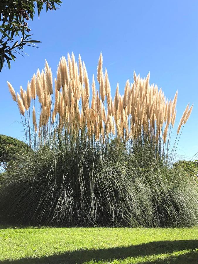Vacances Paradisiaques, Plage Cannes Boccacabana, Studio 外观 照片
